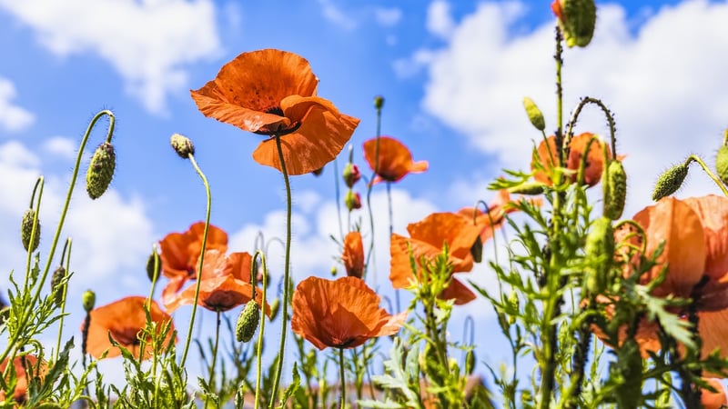 Flower-filled Meadow
