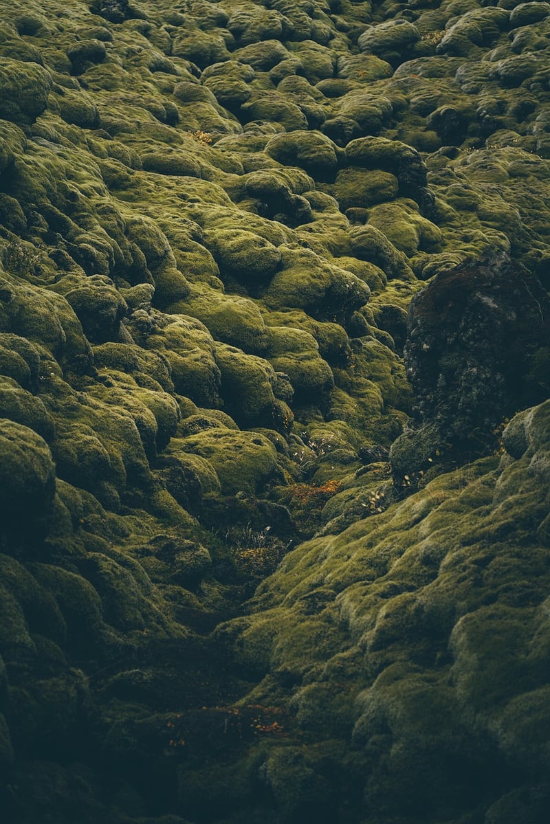 Moss Wall Art