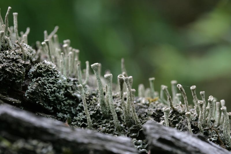 Moss Terrariums